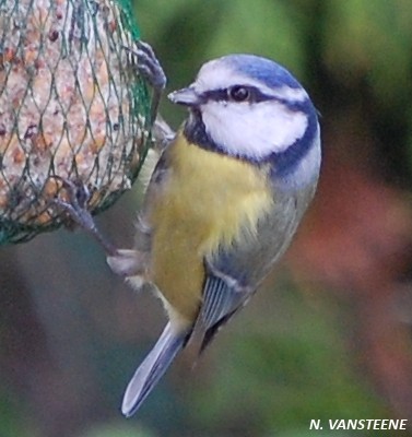 Cyanistes caeruleus